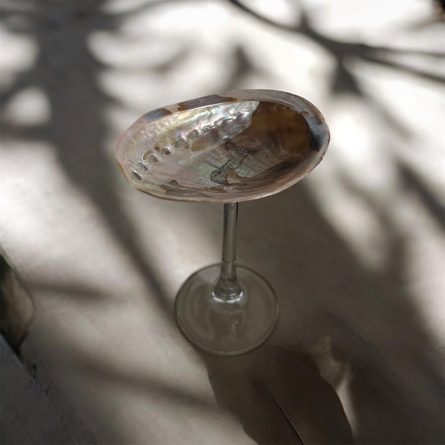 Petite Abalone Coupe
