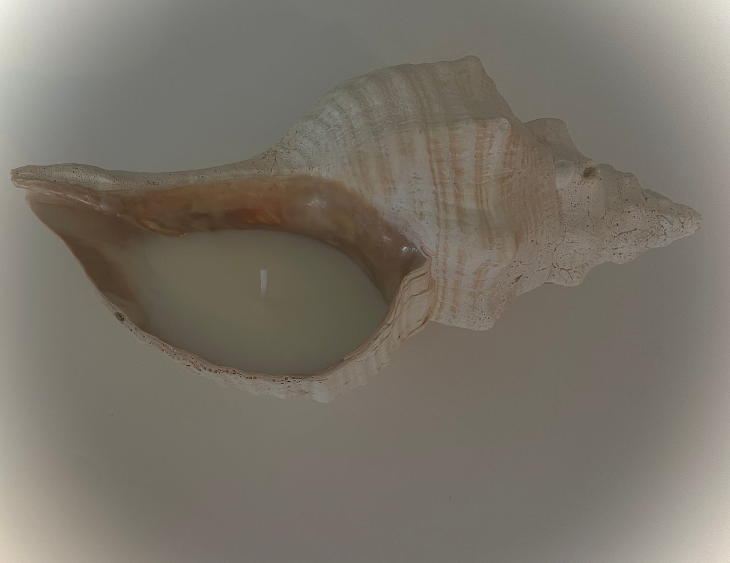 Conch Candle