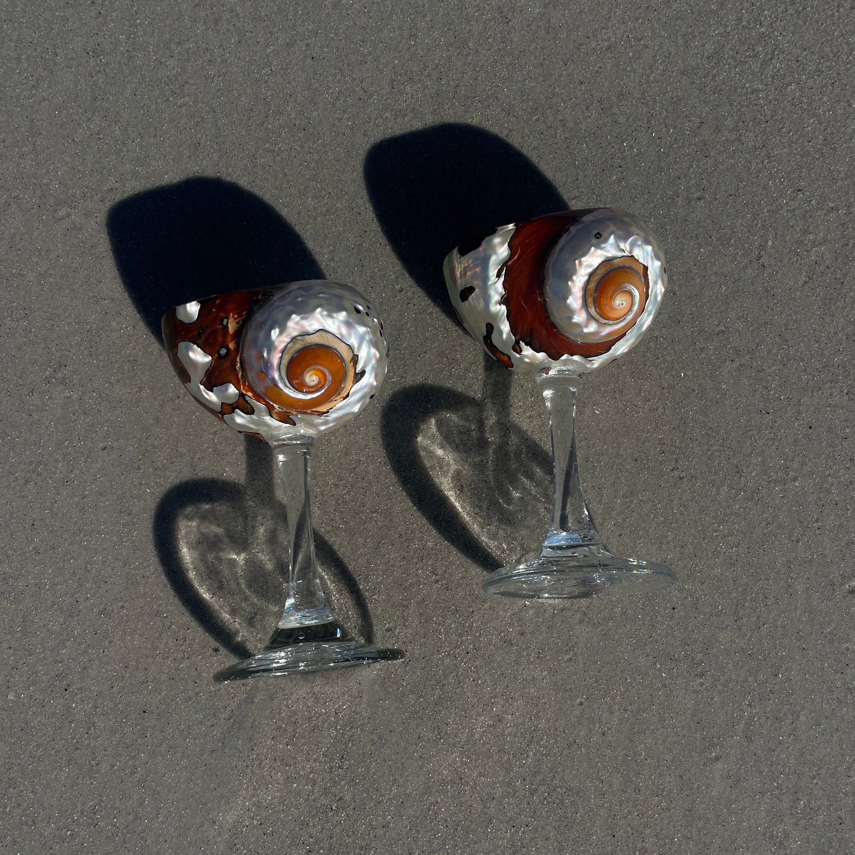 Clear African Turbo Shell Glass – COSTABELLA