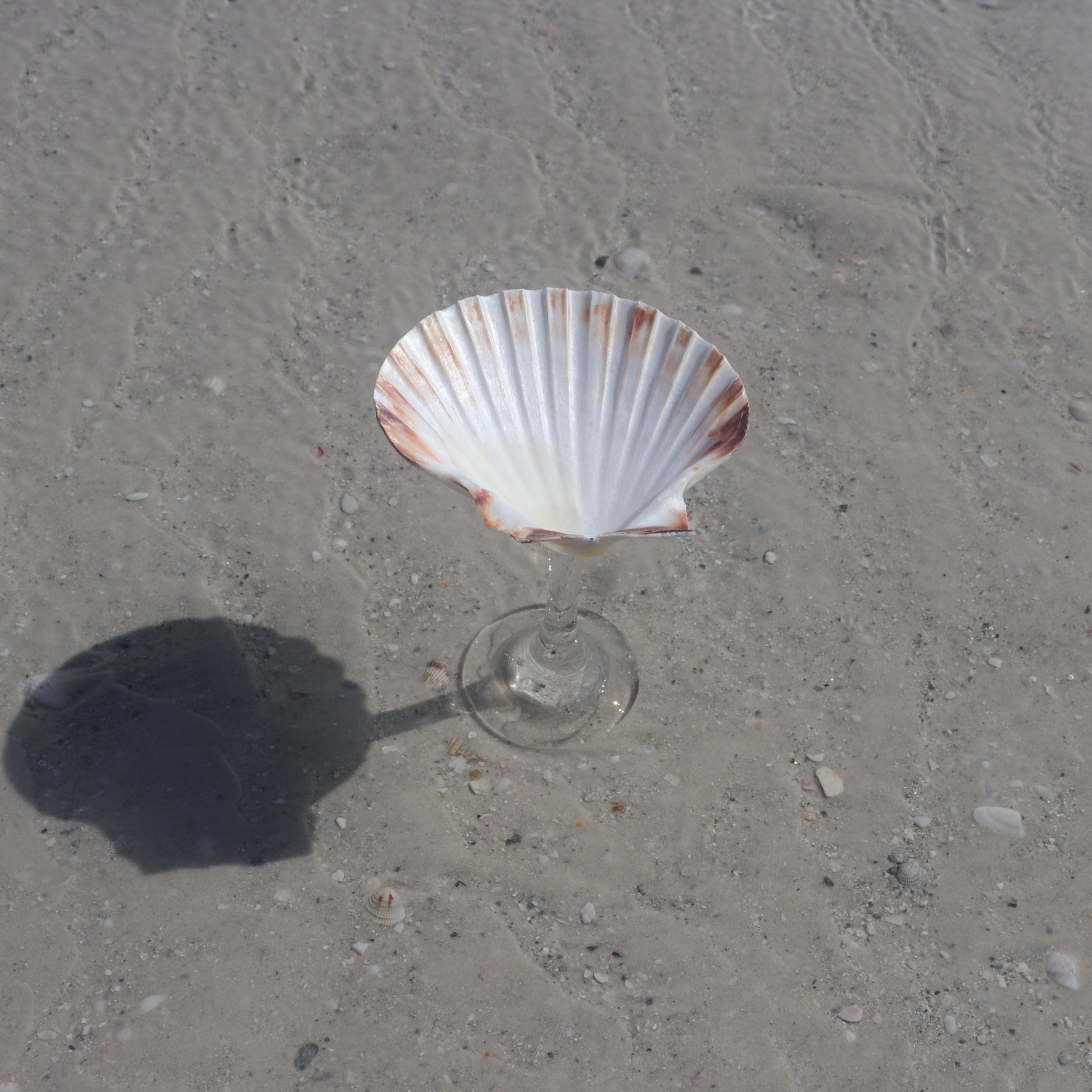 Scallop Shell Etched Martini Glass Set