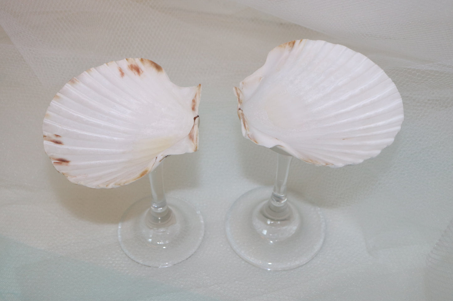 Martini Seashell Glass