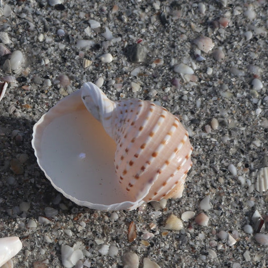 Caracol ࿓ Candle